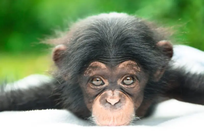 Blue Planet Quiz Questions and Answers 2021