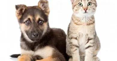 FP cat and dog.2
