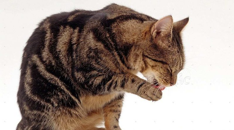 15576 Manx cat washing a paw white background