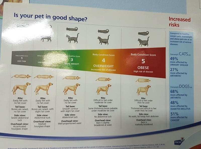 united pet weight limit