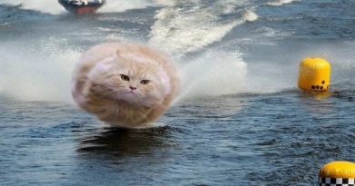 FP Hover Cat
