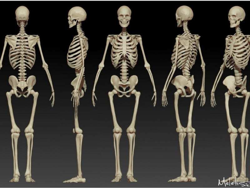 FP QZ human body skeleton