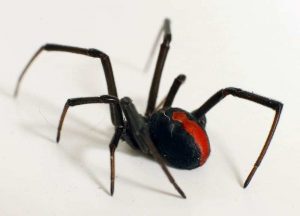 FP red back spider