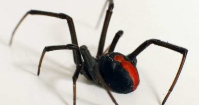 FP red back spider