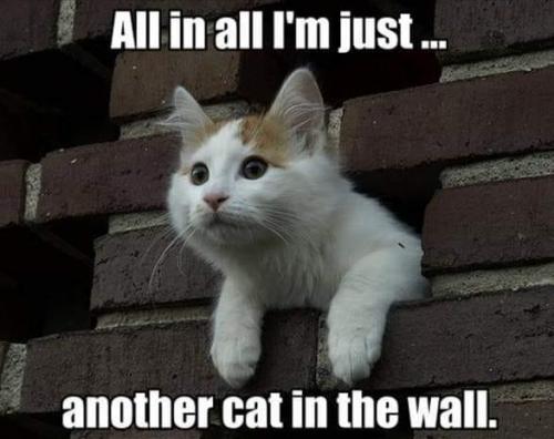 Another cat in the wall 