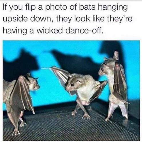 Dancing bats