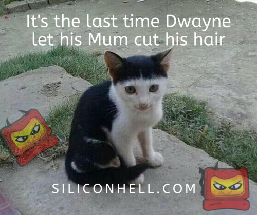Dwayne Dibley cat hair cut.